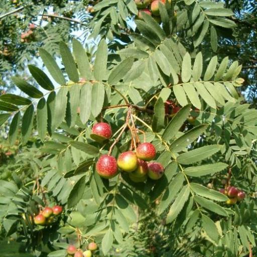 Sorbus Doméstica (Azarollo, Acerollas) [0]