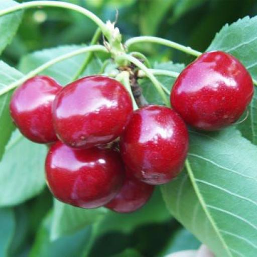 Cerezo Celeste/Santa Lucia [0]