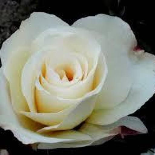 Rosal Grandiflora Gran Nord (blanco)