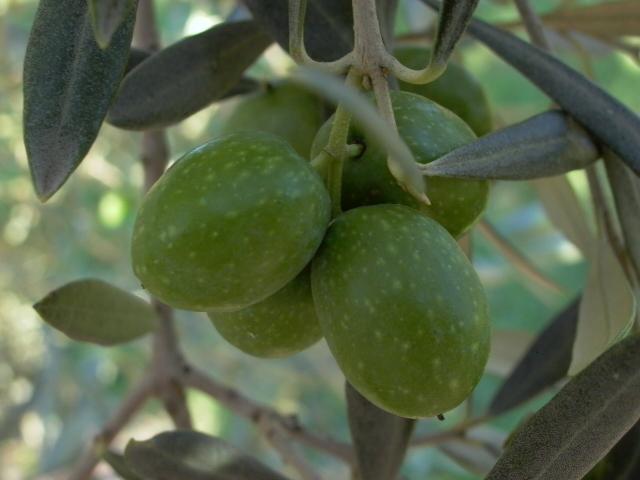 Olivo Gordal De Hellín