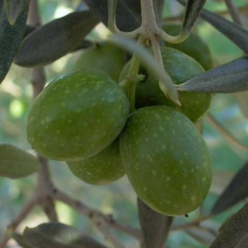 Olivo Gordal De Hellín