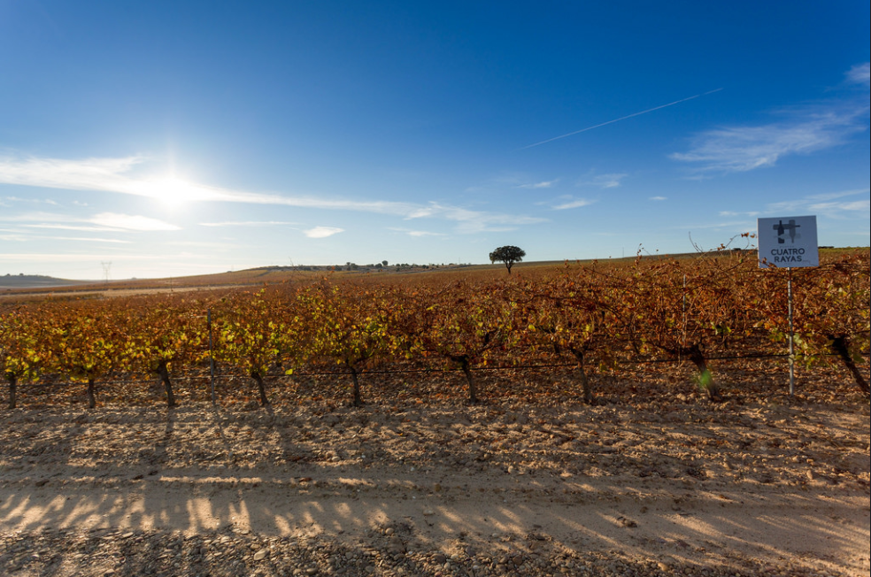 viñedo invierno.PNG