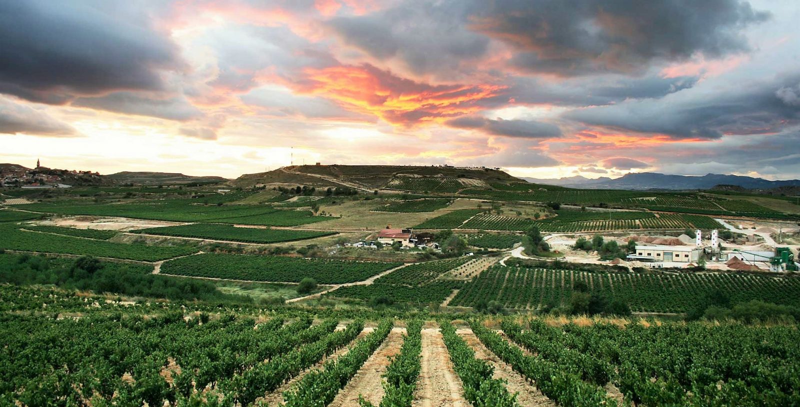 Viñedo-Vineyard RIOJA (1).jpg