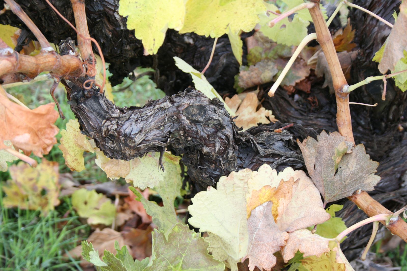 Viñedo-Vineyard TORO (17).jpg