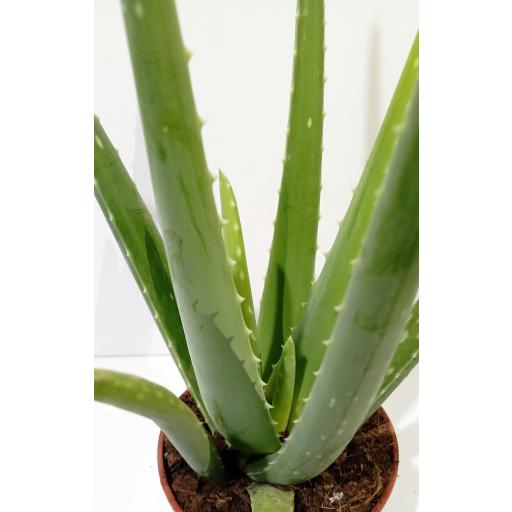  Planta aloe vera