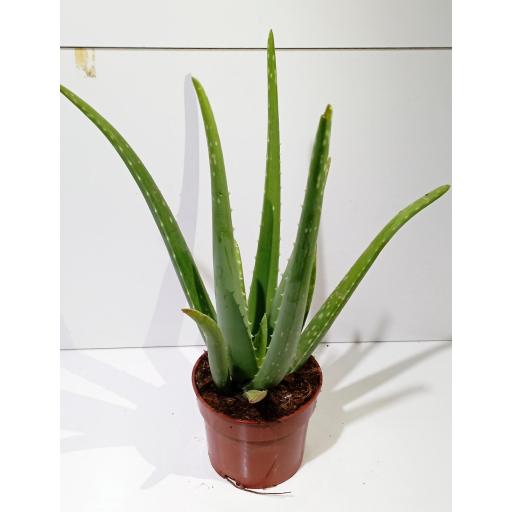  Planta aloe vera