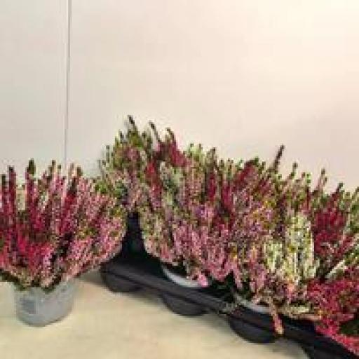 Calluna nova mix