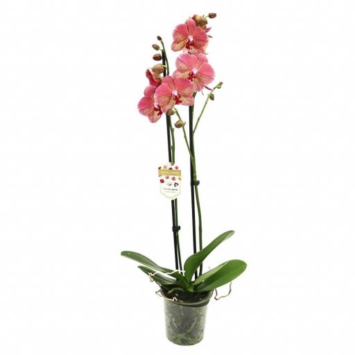 Orquidea Phalaenopsis Sand Pippe