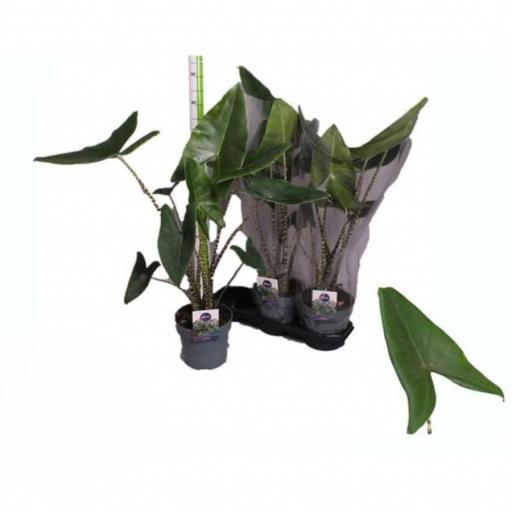 Alocasia zebrina 