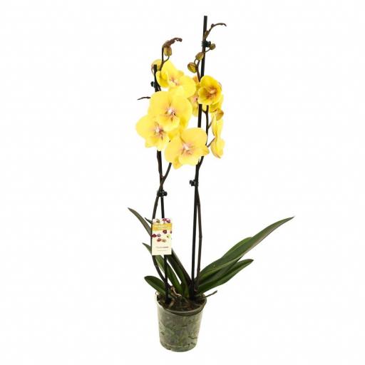 Orquidea Phalaenopsis big lip amarilla