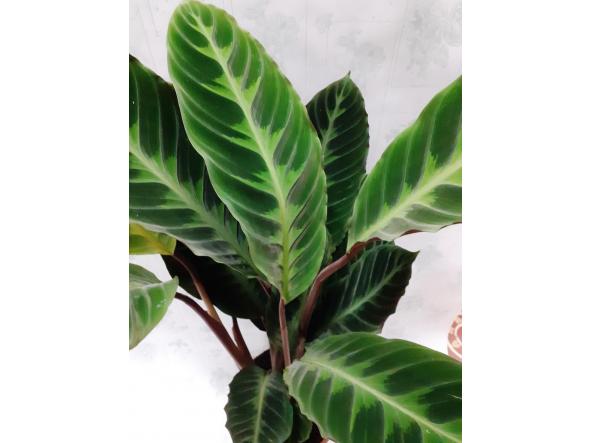 Calathea warscewiczii  [2]