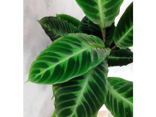 Calathea warscewiczii  [1]