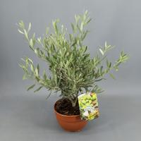 Olea europea (olivo)