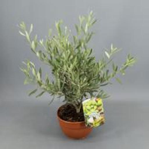 Olea europea (olivo)