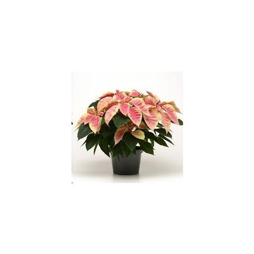 Ponsettia  (Flor de pascua) marble king [1]