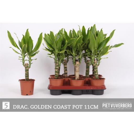 Dracaena yellow coast