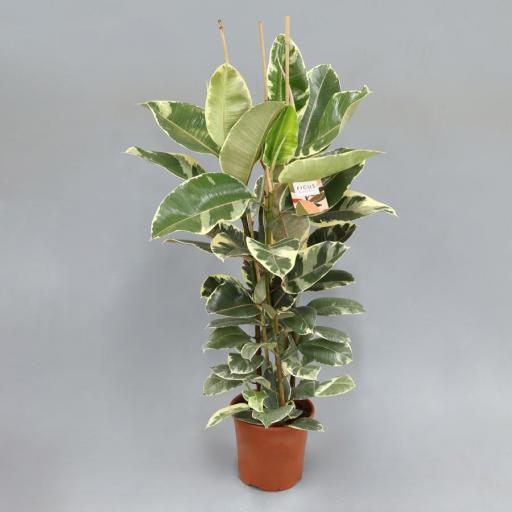 Ficus tineke 120 cm