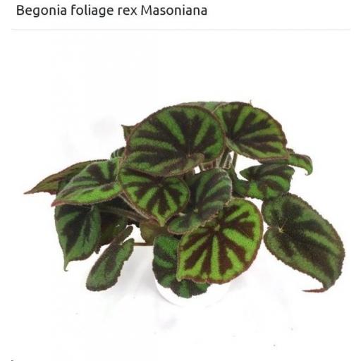 Begonia Masoniana Rock