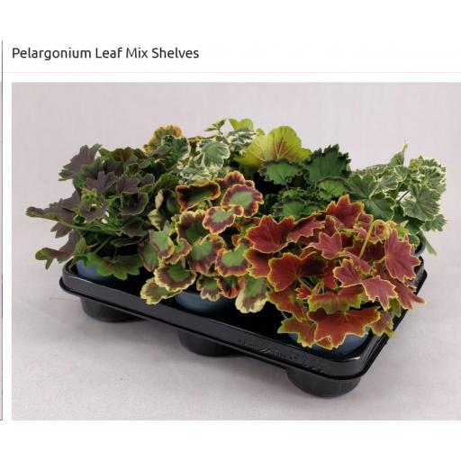 Geranio  Pelargonium Leaf