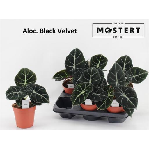 Alocasia black velvet