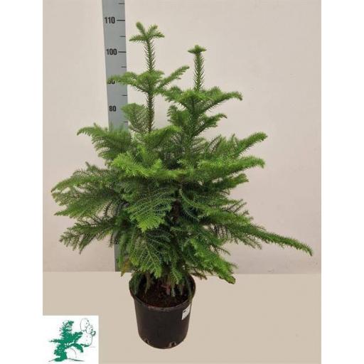  Araucaria Heterophylla 115 CM [0]