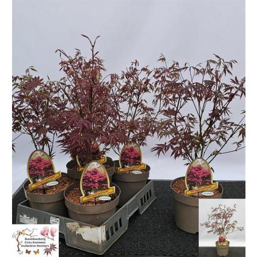 Acer Palmatum Atropurpurea 60 cm [0]