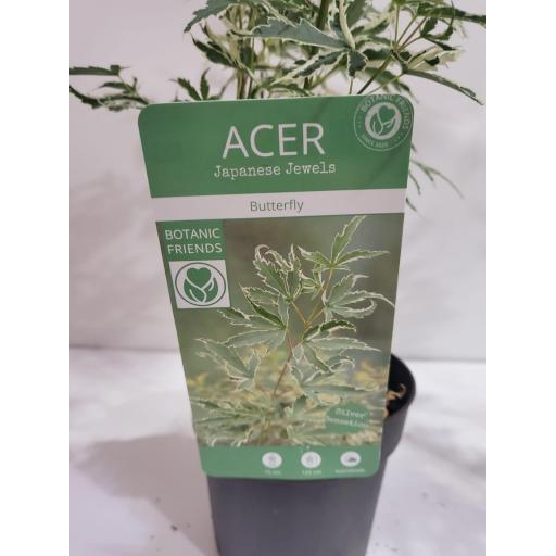 Acer Palmatum butterfly variegado 55 cm [3]