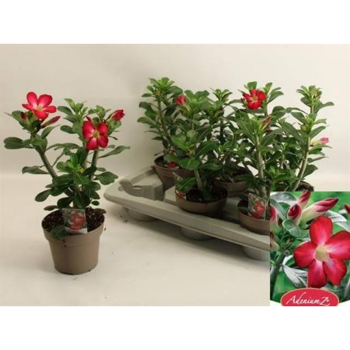 Adenium Obesum Anouk- Rosa del desierto