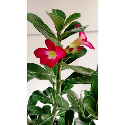 Adenium Obesum Anouk [3]