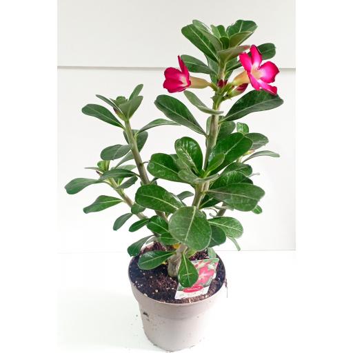 Adenium Obesum Anouk