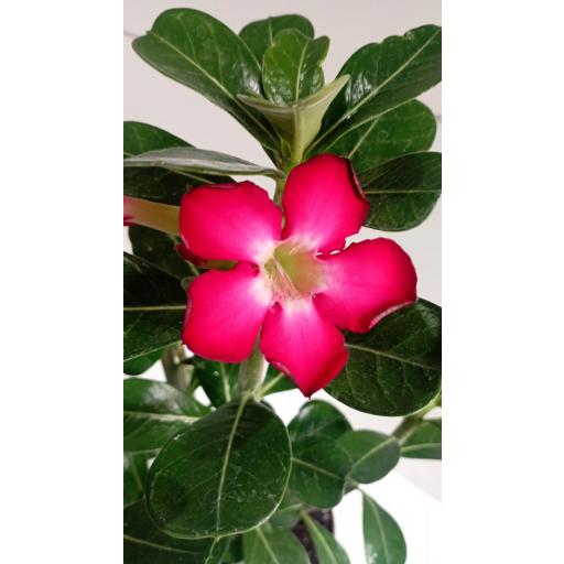 Adenium Obesum Anouk [1]