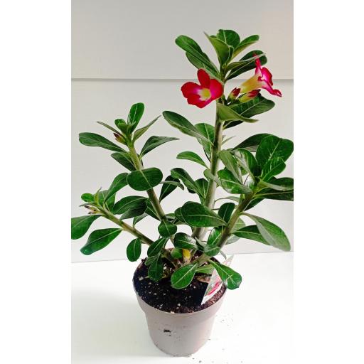 Adenium Obesum Anouk [2]