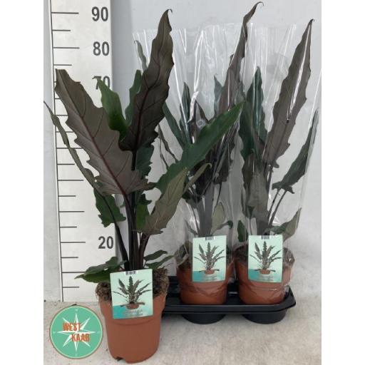 Alocasia Lauterbachiana 80 cm [0]
