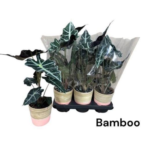 Alocasia polly con macetero bambu