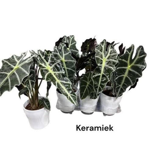 Alocasia polly con macetero cerámico