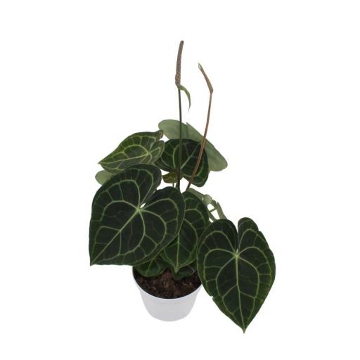 Anthurium Clarinervium [0]