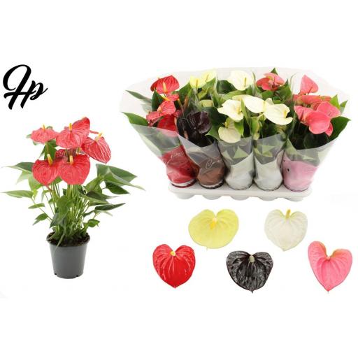 Anthurium coature surtido
