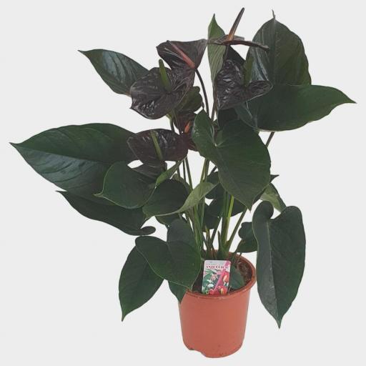Anthurium black