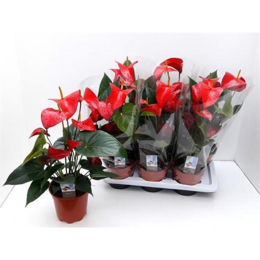 Anthurium red victory