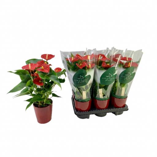 Anthurium  rojo con macetero cerámica