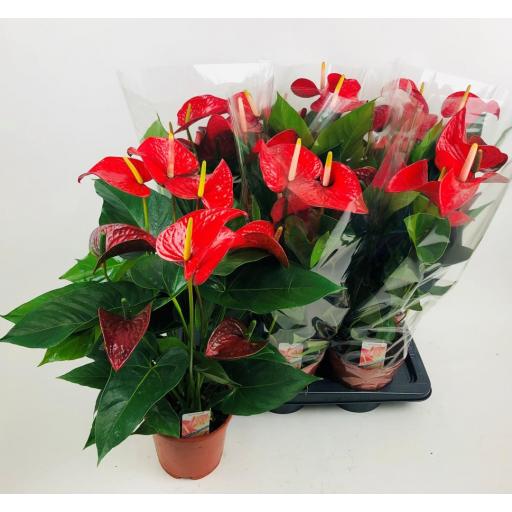 Anthurium  rojo red bull