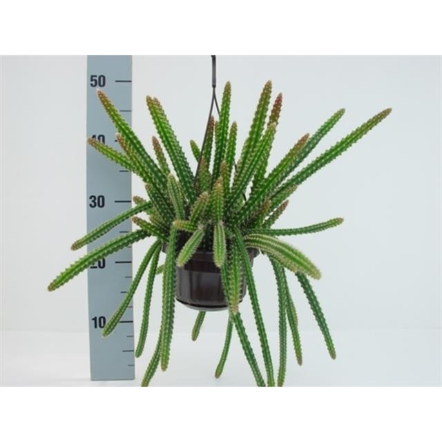 Aporocactus malisonii colgar