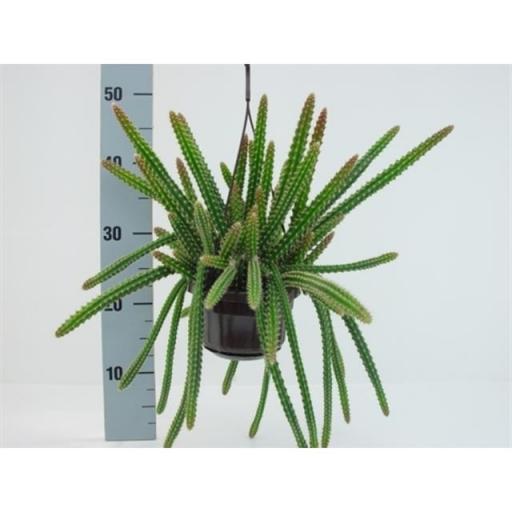 Aporocactus malisonii colgar [0]