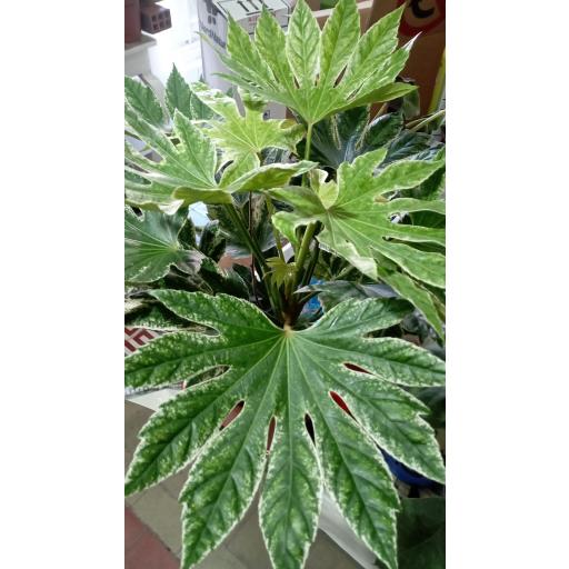 Aralia variegata