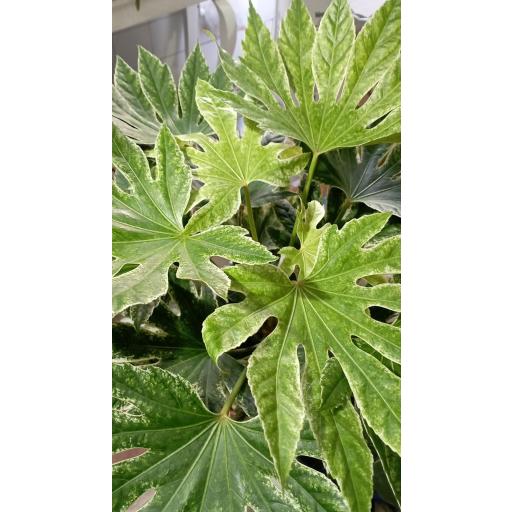 Aralia variegata [2]