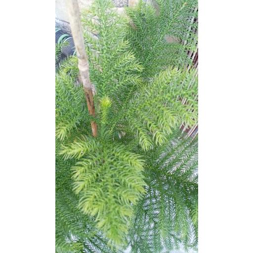 Araucaria 125 cm [2]