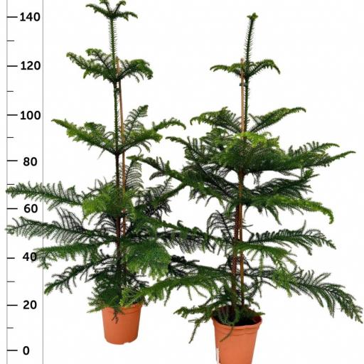 Araucaria 125 cm