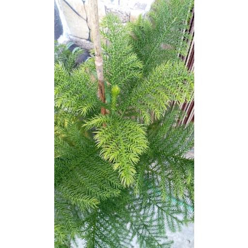 Araucaria 125 cm