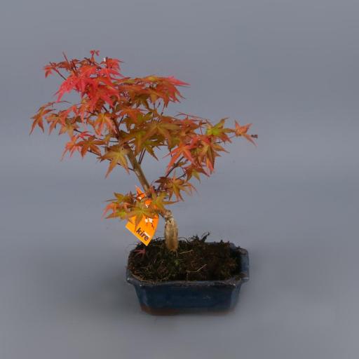  Bonsai Acer 7 años Palmatum deshojo [0]