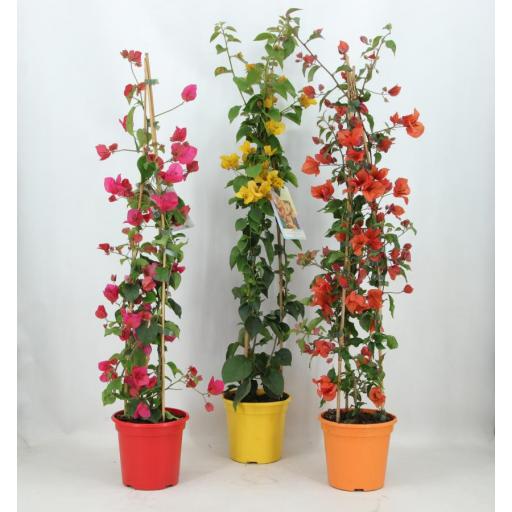 Buganvilla 120 cm